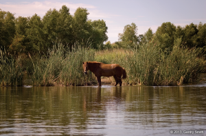 08_salt-_river_copyright2013_gentry_smith