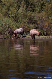 09_salt-_river_copyright2013_gentry_smith