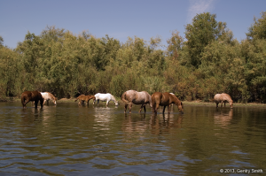 10_salt-_river_copyright2013_gentry_smith