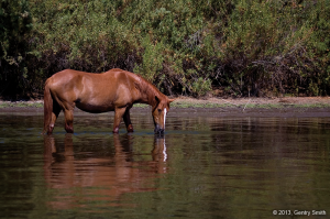 11_salt-_river_copyright2013_gentry_smith
