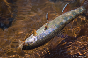 06_cascade_creek_copyright2013_gentry_smith