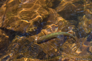 08_cascade_creek_copyright2013_gentry_smith