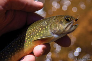 Cascade Creek - © 2013, Gentry Smith. All Rights Reserved.