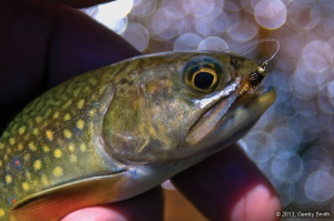 Cascade Creek - © 2013, Gentry Smith. All Rights Reserved.