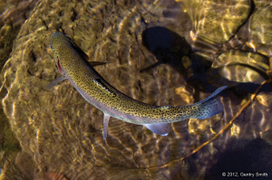 15_west_oak_creek_copyright2012_gentry_smith