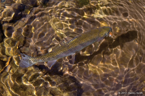 16_west_oak_creek_copyright2012_gentry_smith