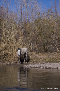 Salt River - © 2013, Gentry Smith. All Rights Reserved.